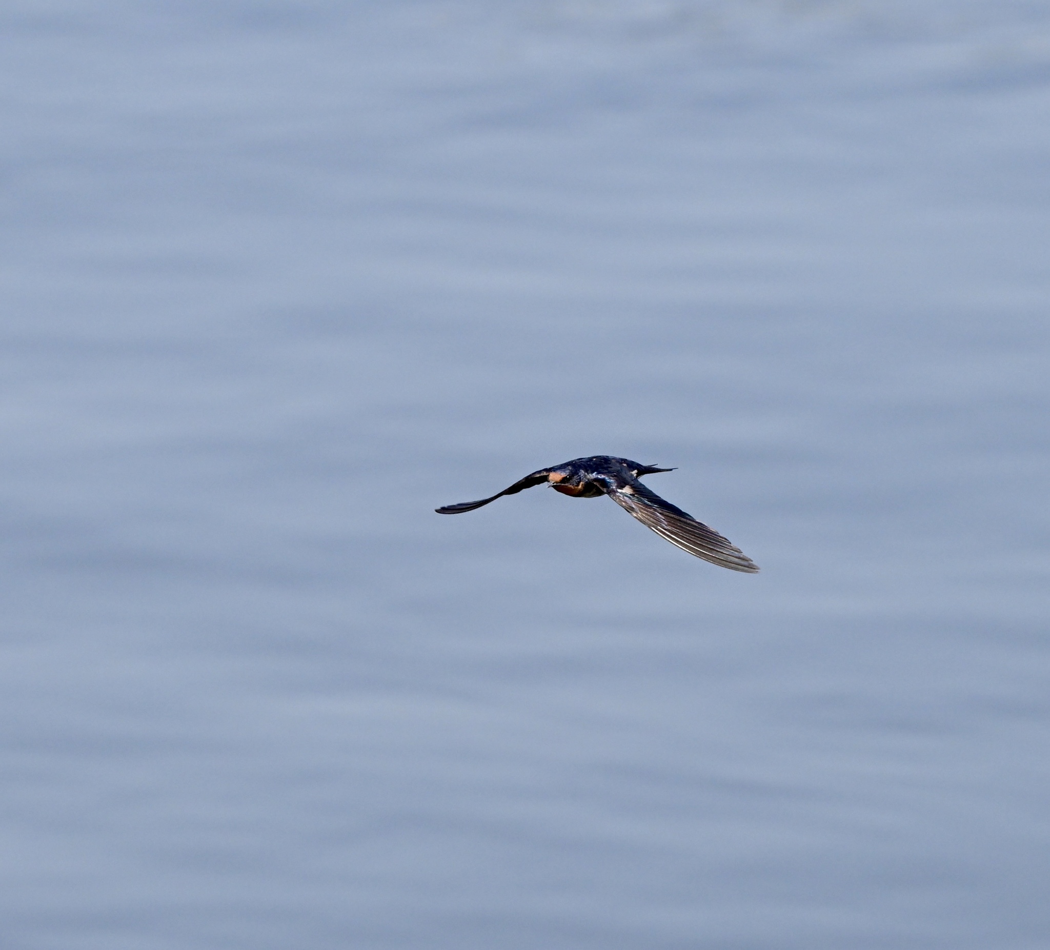 Angola Swallow (Hirundo angolensis), photo 7