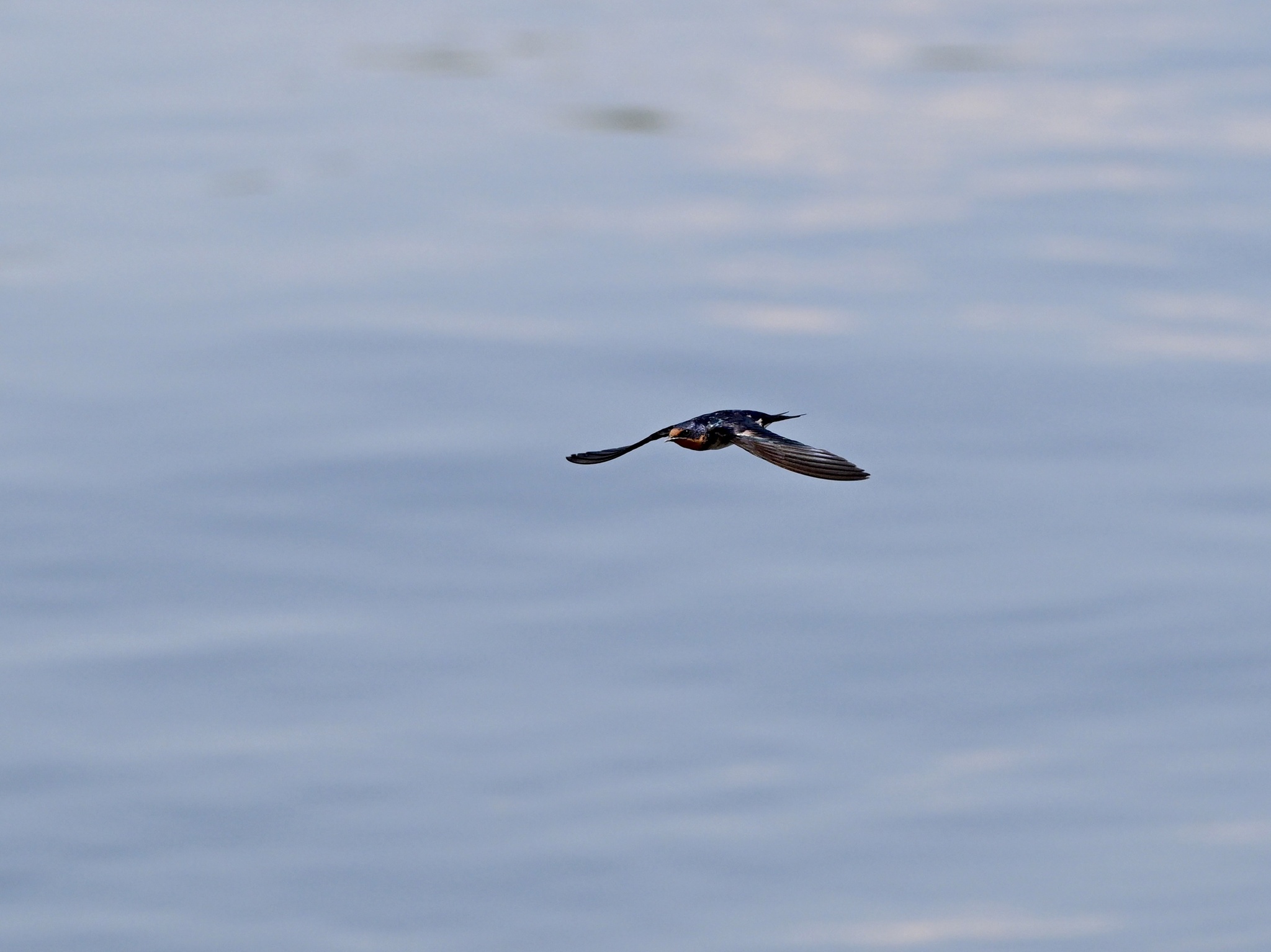 Angola Swallow (Hirundo angolensis), photo 8