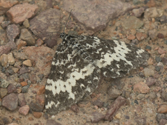 Rheumaptera hastata