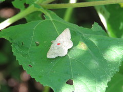 Cosymbiini