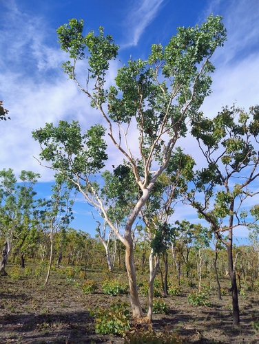 Whitebark (Eucalyptus apodophylla)