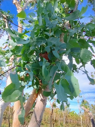 Eucalyptus apodophylla, photograph 2