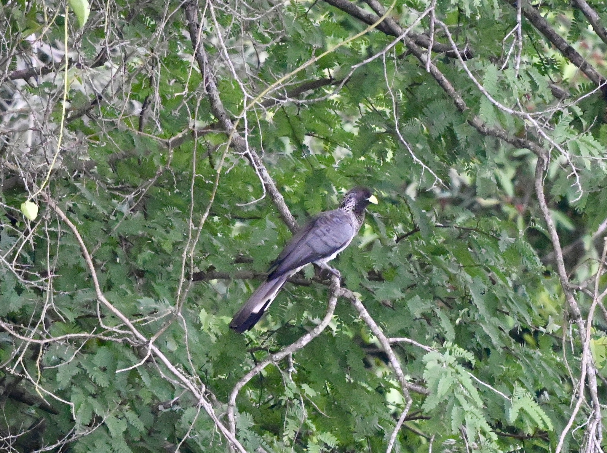 Eastern Plantain-eater (Crinifer zonurus), photo 9