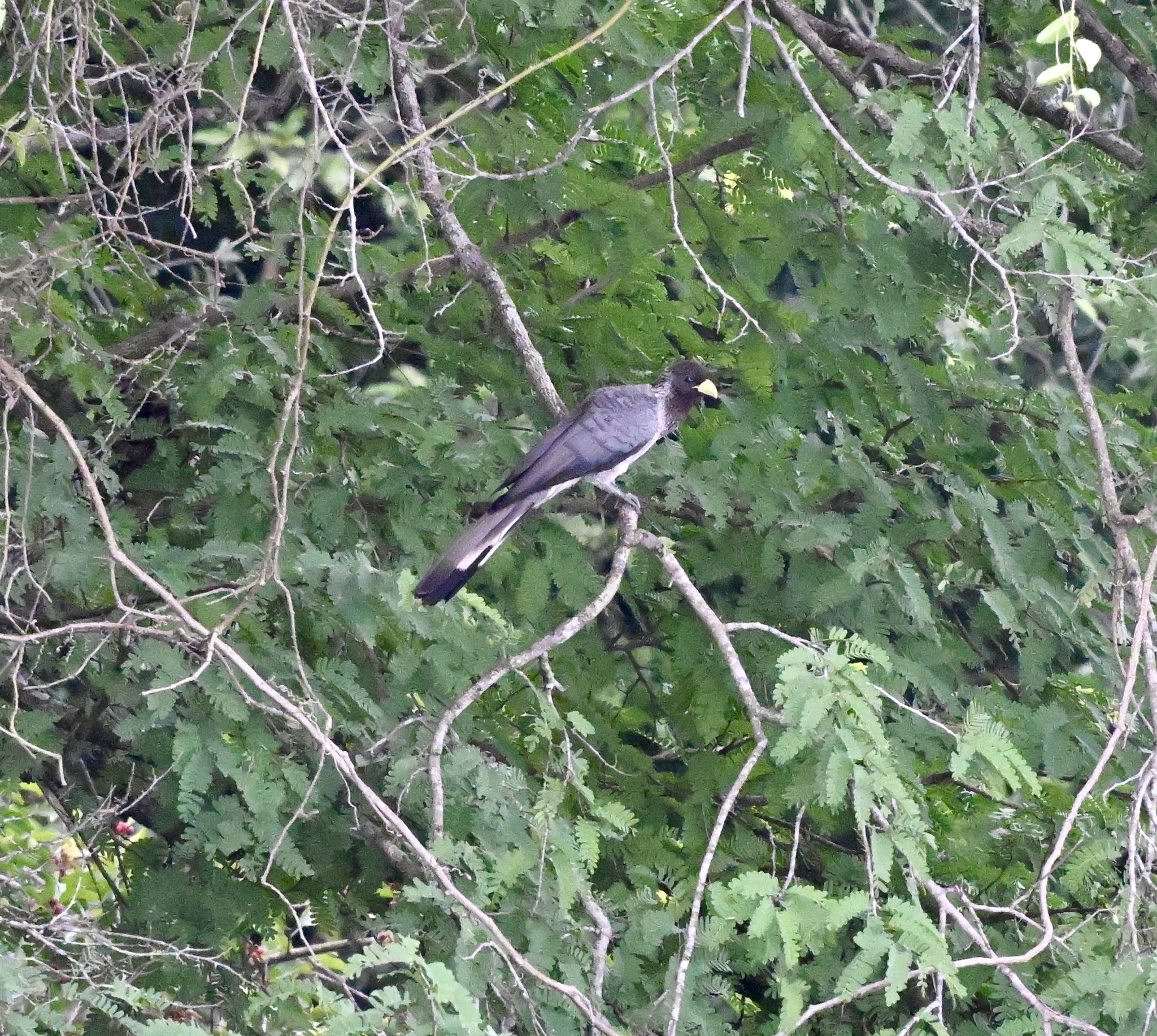 Eastern Plantain-eater (Crinifer zonurus), photo 10