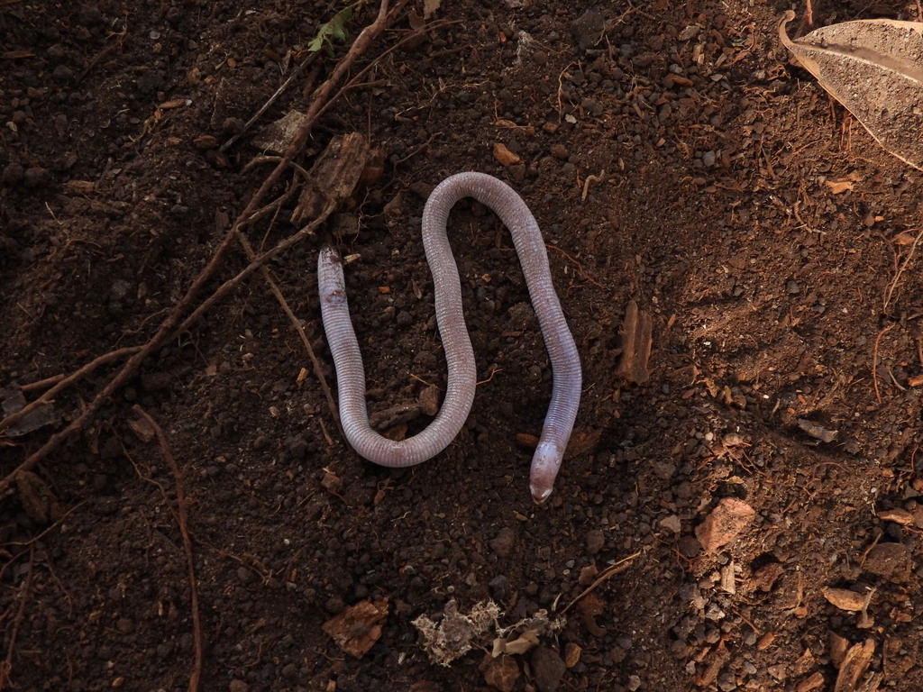 Wucherer's Worm Lizard