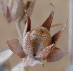 Melhania acuminata