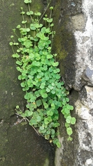Drymaria cordata