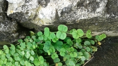Drymaria cordata