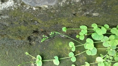 Drymaria cordata