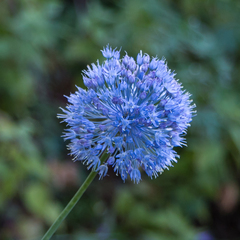 Allium caeruleum