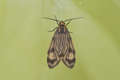 Eucereon costulata