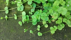 Drymaria cordata
