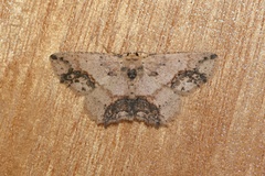 Isochromodes granula