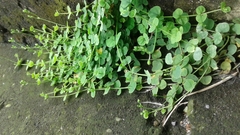 Drymaria cordata