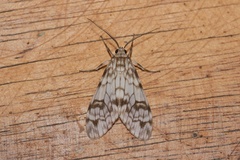 Eucereon chloraenoma
