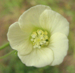 Pavonia