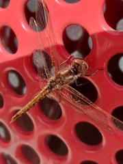 Sympetrum corruptum