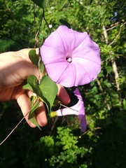 Ipomoea crinicalyx