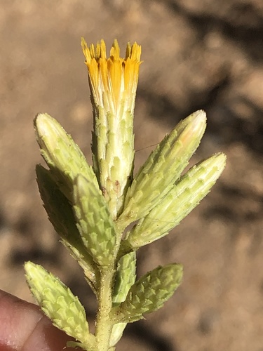 serpentine bristleweed (Hazardia stenolepis)