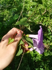 Ipomoea crinicalyx