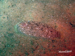 Aseraggodes lenisquamis