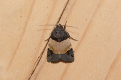 Hampsonodes