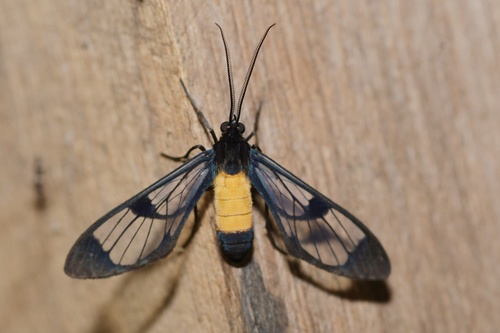 Cosmosoma angustimargo