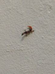 Sphaerodactylus glaucus