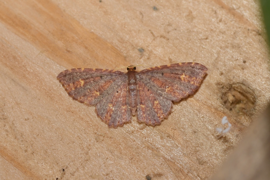 Eois lunifera
