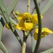 Silver Senna - Photo (c) Ted Johansen, some rights reserved (CC BY-NC), uploaded by Ted Johansen