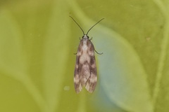 Eucereon coeruleocaput