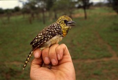 Trachyphonus darnaudii usambiro