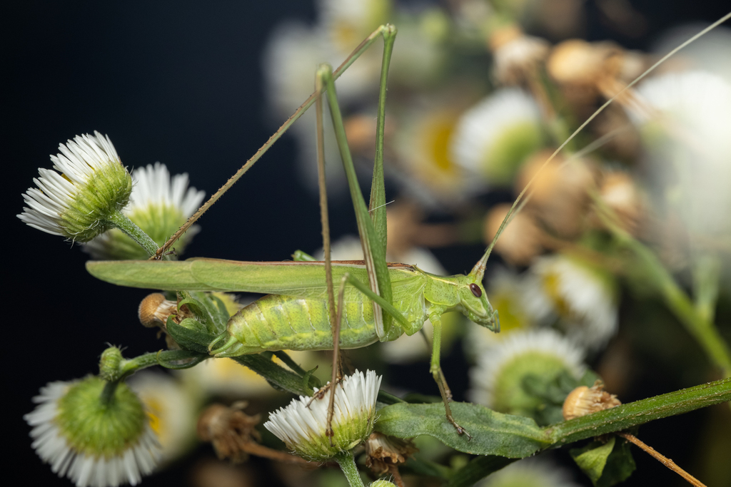 Lily Bush-cricket