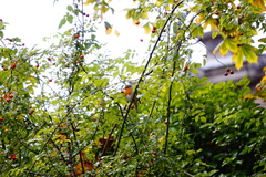 Erithacus rubecula