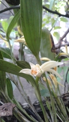 Sobralia fragrans