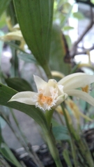 Sobralia fragrans