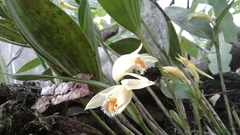 Sobralia fragrans