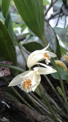Sobralia fragrans