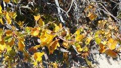 Rhus aromatica simplicifolia