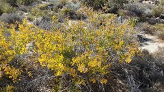 Rhus aromatica simplicifolia