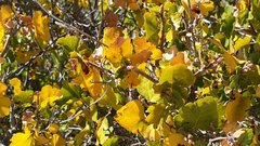 Rhus aromatica simplicifolia