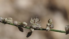 Eriogonum apiculatum