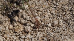 Eriogonum apiculatum