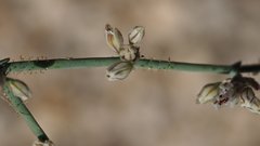 Eriogonum apiculatum