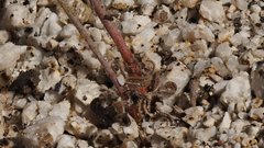 Eriogonum apiculatum