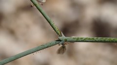 Eriogonum apiculatum