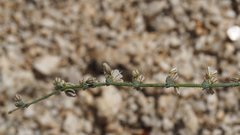 Eriogonum apiculatum