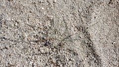 Eriogonum apiculatum