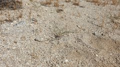 Eriogonum apiculatum