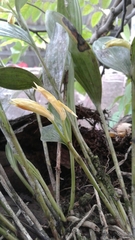 Sobralia fragrans
